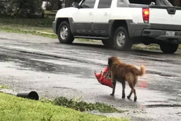 Спасаясь от урагана Харви: пес с пакетом корма в зубах стал героем интернета
