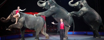 В Каменском предложили запретить передвижные цирки