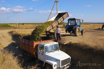В Одесской области виноградари протестуют против картельного сговора винзаводов: губернатор обещает помочь