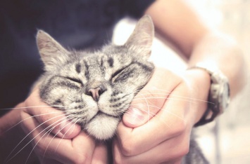 Ученые объяснили любовь кошек к почесыванию головы