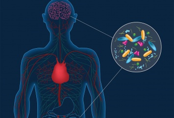 Найдена связь между состоянием кишечной микрофлоры и тревожностью