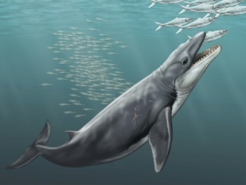 Древние усатые киты оказались зубастыми хищниками