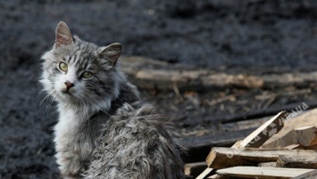 В Одессе появилась комиссия по защите животных