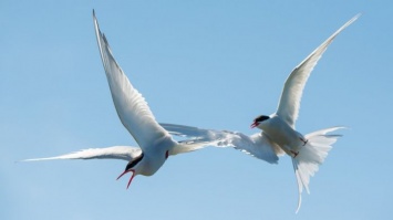 Птицы ориентируется по запахам, когда летят над океаном