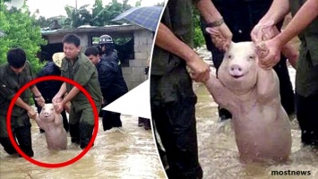 Смотрите, как улыбается свинья, которую спасли от наводнения