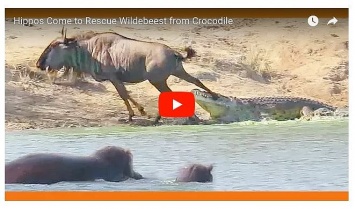 Два бегемота спасли антилопу гну, отбив ее у напавшего крокодила
