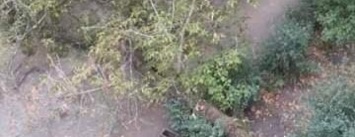 В Северодонецке аварийное дерево перекрыло проезд