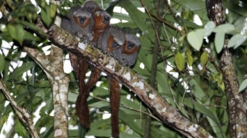 Ученые обнаружили сотни новых видов животных в Амазонии
