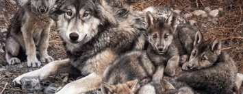 В Бердянском районе волки не такие активные как у соседей