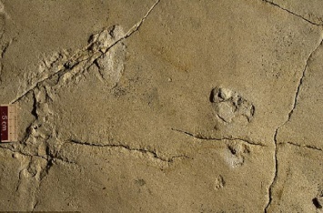 На Крите нашли древнейшие человекоподобные следы