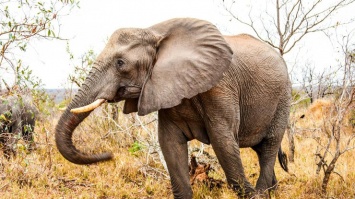 В Индии слон жестоко убил "любителя селфи" (видео)
