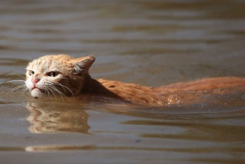 Кот из затопленного Хьюстона стал звездой сети