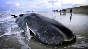 Мощная солнечная буря вызвала гибель китов