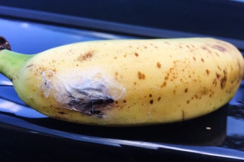 В супермаркете продавали бананы с яйцами самого опасного паука в мире