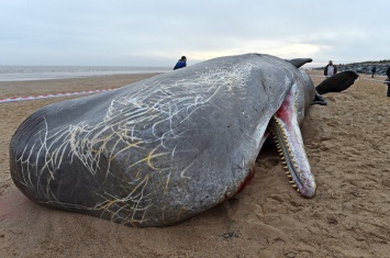 «Самоубийства» китов объяснили солнечной активностью