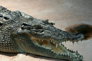 Шокирующее видео: гигантский крокодил забрел в автосервис