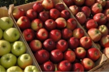 В Украине зафиксирована яблочная аномалия. ФОТО