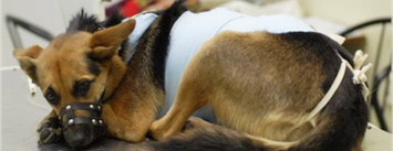 В Запорожье месяц будут бесплатно стерилизовать и вакцинировать бездомных собак: благотворители подписали меморандум с властью, - ФОТОРЕПОРТАЖ