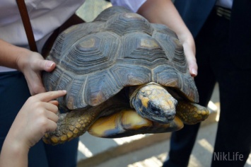 В день своего 116-летия Николаевский зоопарк открыл вольер для выгула черепах