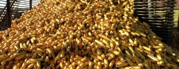 В Днепропетровской области задержали фуры с зараженной кукурузой из США