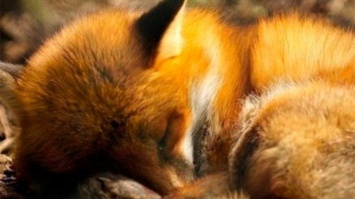 Запорожская зооволонтер раскритиковала патрульных за жестокое убийство лисенка