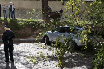 Во Львове упавшее дерево разбило авто нардепа