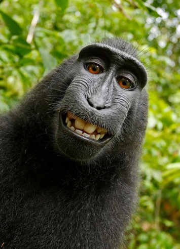 Фотограф выиграл суд у зоозащитников, которые пытались доказать, что права на селфи павиана принадлежат обезьяне