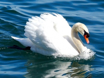Едва не утонул: в Запорожье спасали подстреленного лебедя