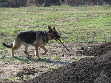 Производить раскопки археологам ДНИМ помогает... собака