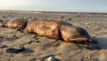 Ученые идентифицировали "загадочное" существо, вынесенное на берег в Техасе
