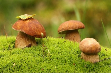 Грибной сезон: 5 лучших грибных мест под Киевом
