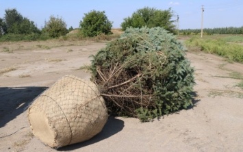 В Запорожье уже начали заготовку новогодних елок