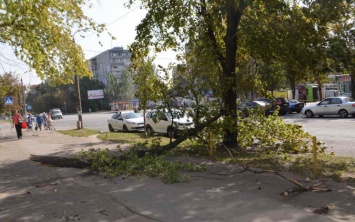 В Запорожье сильный ветер едва не повалил ветку на головы прохожих (Фото)