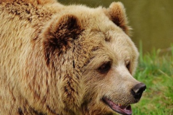 Медведь загрыз 6-летнего мальчика