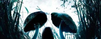 Славянцев предупреждают об опасности отравления грибами