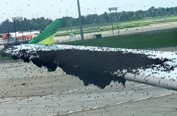 Пассажирский самолет в Индонезии не смог взлететь из-за пчел