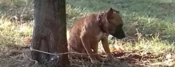 В Кривом Роге хозяева бросили собаку в парке, привязав к дереву (ФОТО)