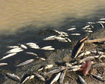 Берег лимана усеян дохлой рыбой - ее уже никто не собирает (фото, видео)