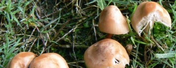 Предупреждение отравления дикорастущими грибами!