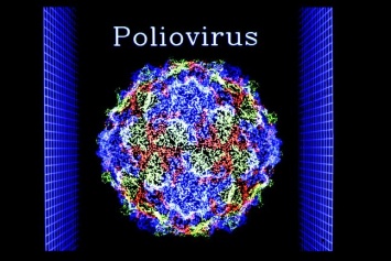 Победить рак помог вирус полиомиелита