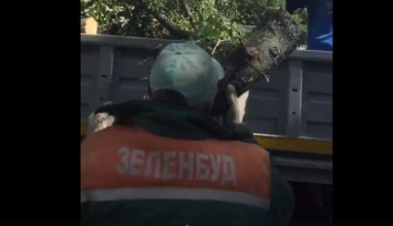 Водитель грузовика "Зеленстроя" наехал на запорожского активиста (Видео)