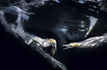 Объявлены победители конкурса на лучшее фото подводного мира