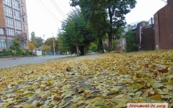 Николаевские экологи призвали не убирать опавшую листву