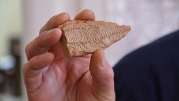 В Калмыкии нашли отпечатки рыб, которым более трех миллионов лет