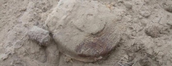 В Кременчуге грибники нашли противотанковую мину (ФОТО)