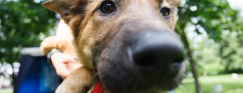 Когда порода не важна: в Чернигове прошла выставка собак-дворняг