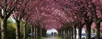 Водопад, Wi-Fi и велодорожки: что ожидает киевский парк "Киото" после реконструкции