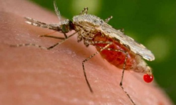 Жители области заболели малярией: один умер
