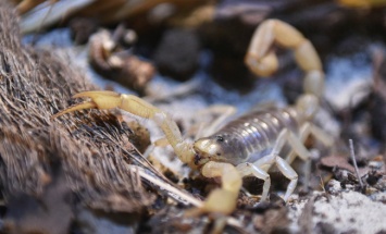 Скорпионы умеют "настраивать" яд для защиты и нападения