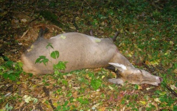 На Сумщине браконьеры убили двух благородных оленей